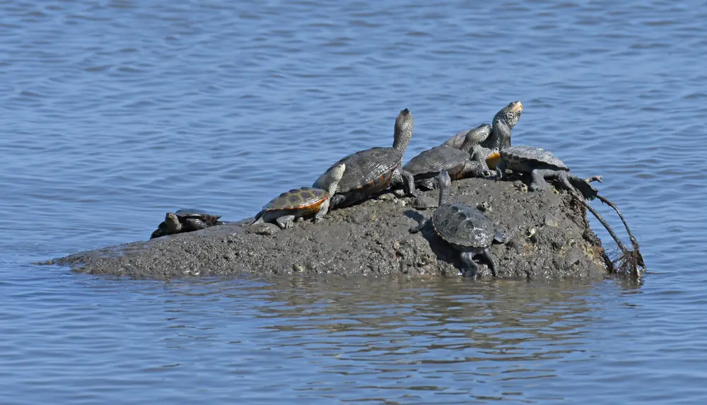 A diamondback terrapin with a patterned gray shell resting on marsh ground