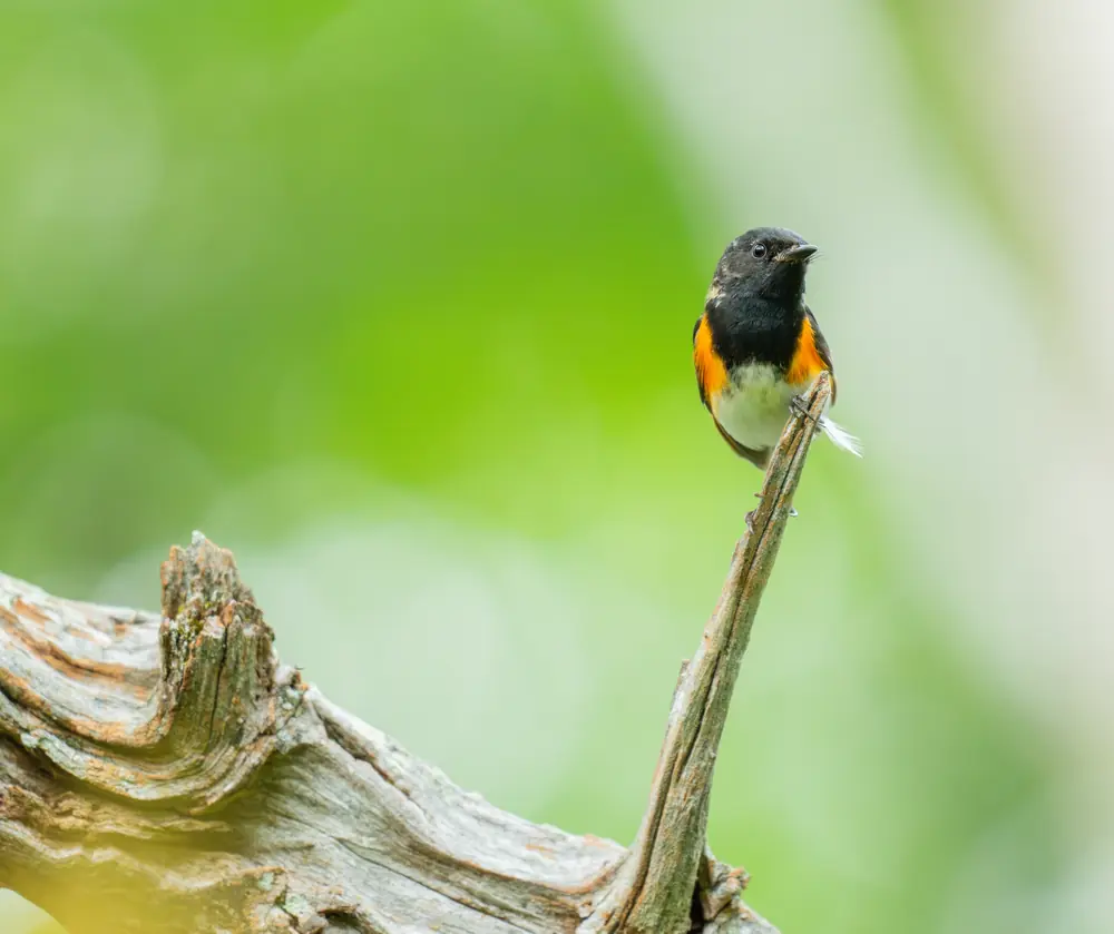 A male American redstart, a small black warbler with orange patches on the wings and tail, perched on a twig