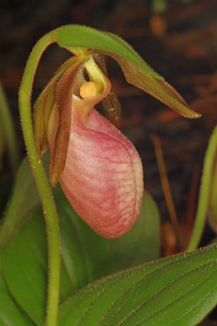 A pink lady's slipper orchid with a veined pink pouch above two twisted maroon petals and green leaves