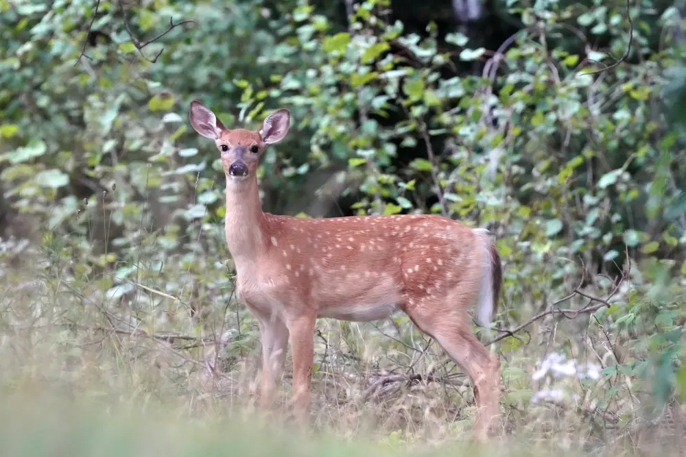 A white-tailed deer fawn with white spots lying in grass
