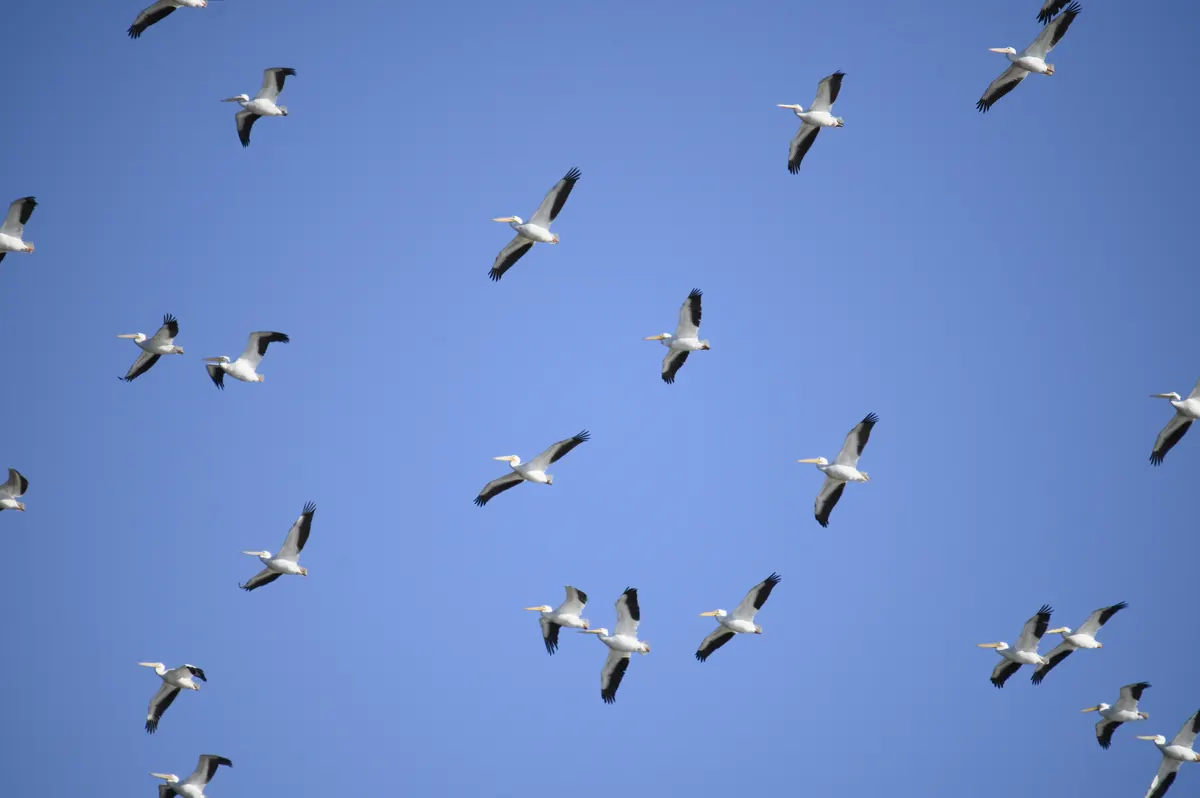 A large flock of white pelicans with black-tipped wings soaring against a deep blue sky.