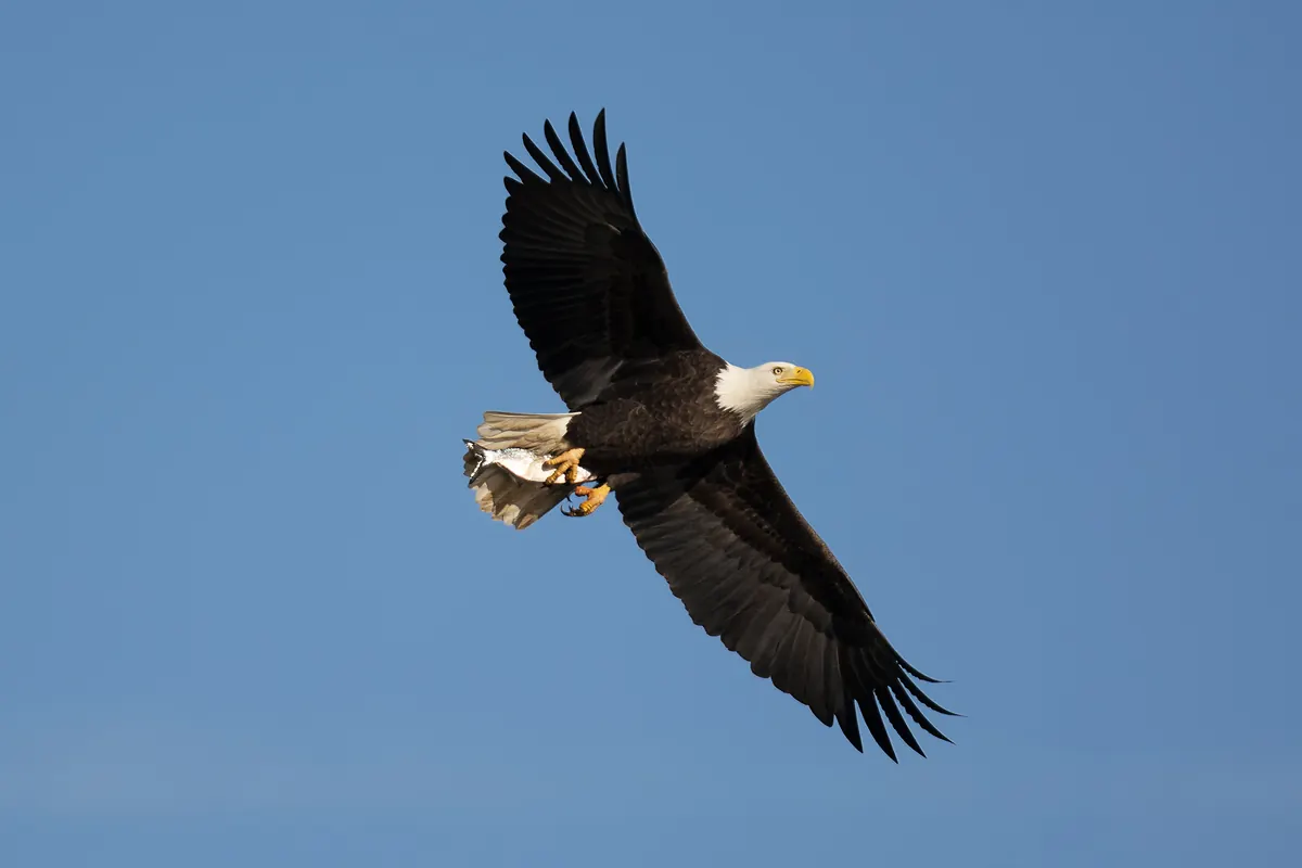 An adult bald eagle with white head and tail flying with a fish held in its talons against a blue sky.