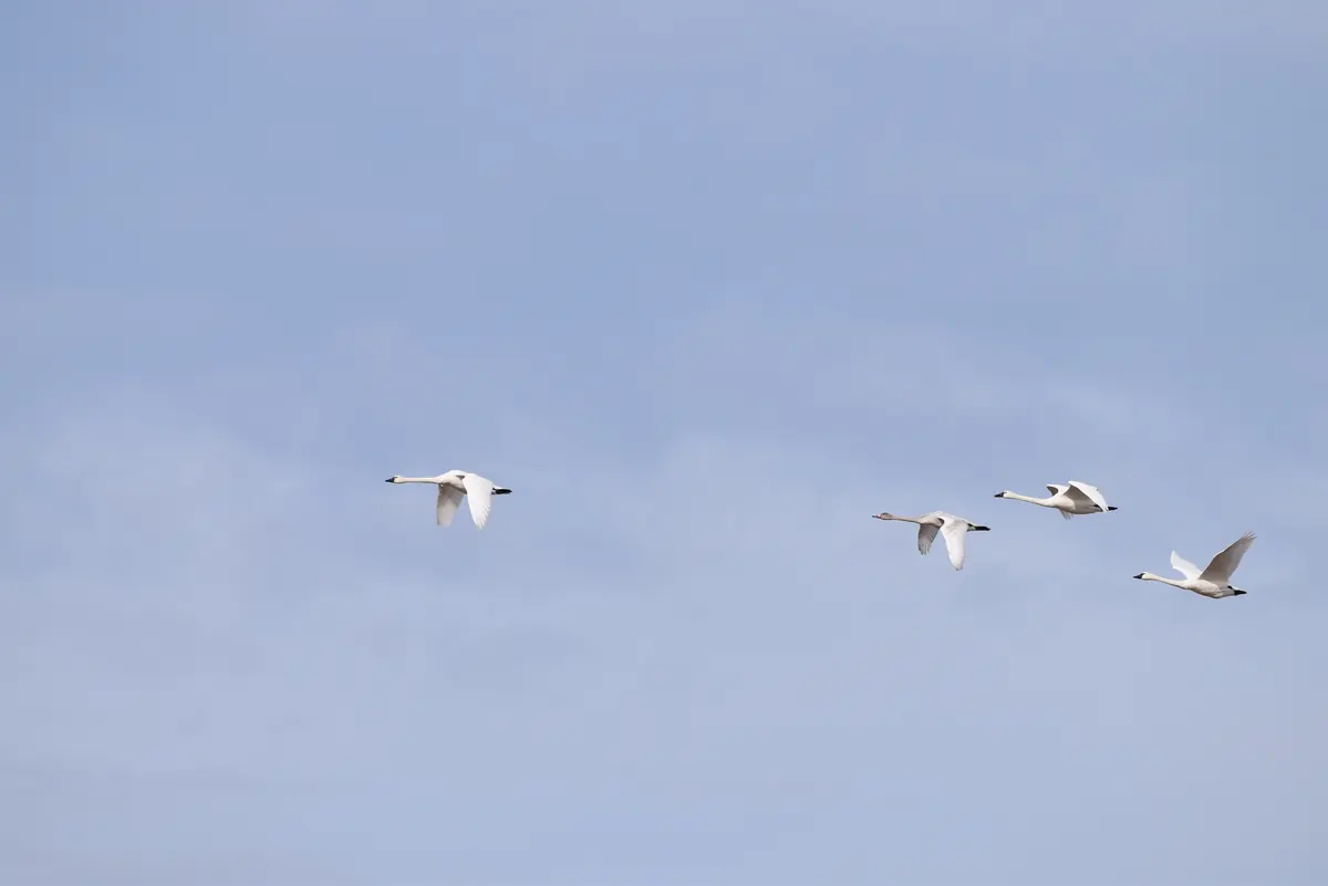 Four white tundra swans with black bills flying in a loose line across a pale blue sky.