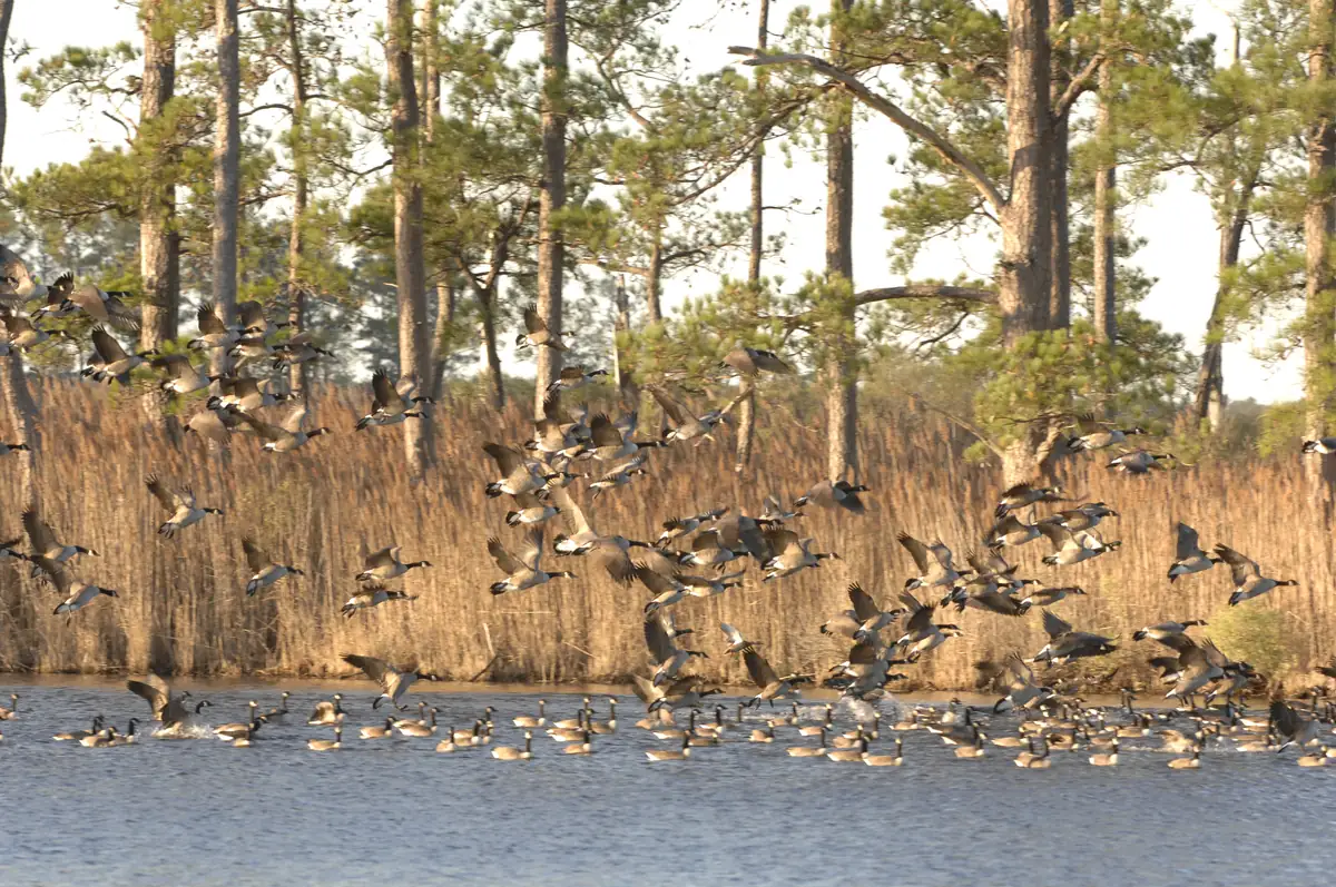 A large flock of Canada geese taking off from the water in front of tall marsh grass and loblolly pines at Blackwater National Wildlife Refuge.