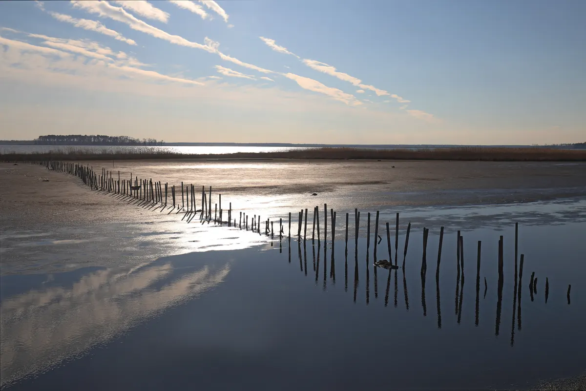 A line of old wooden posts running across calm, shallow water in the Blackwater marsh under a pale sky with streaks of cloud.