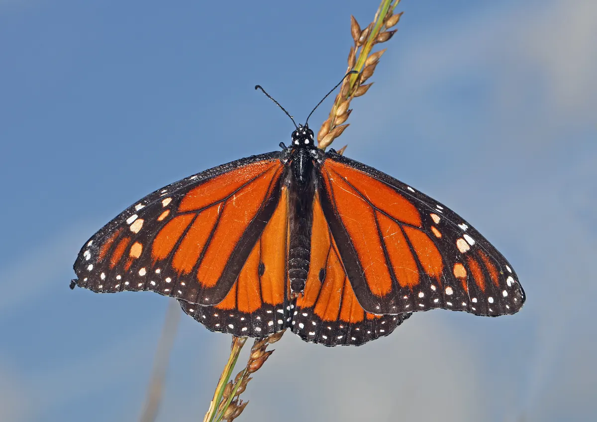 A monarch butterfly with orange wings veined in black and edged with white spots, perched on a dry grass stem against a blue sky.