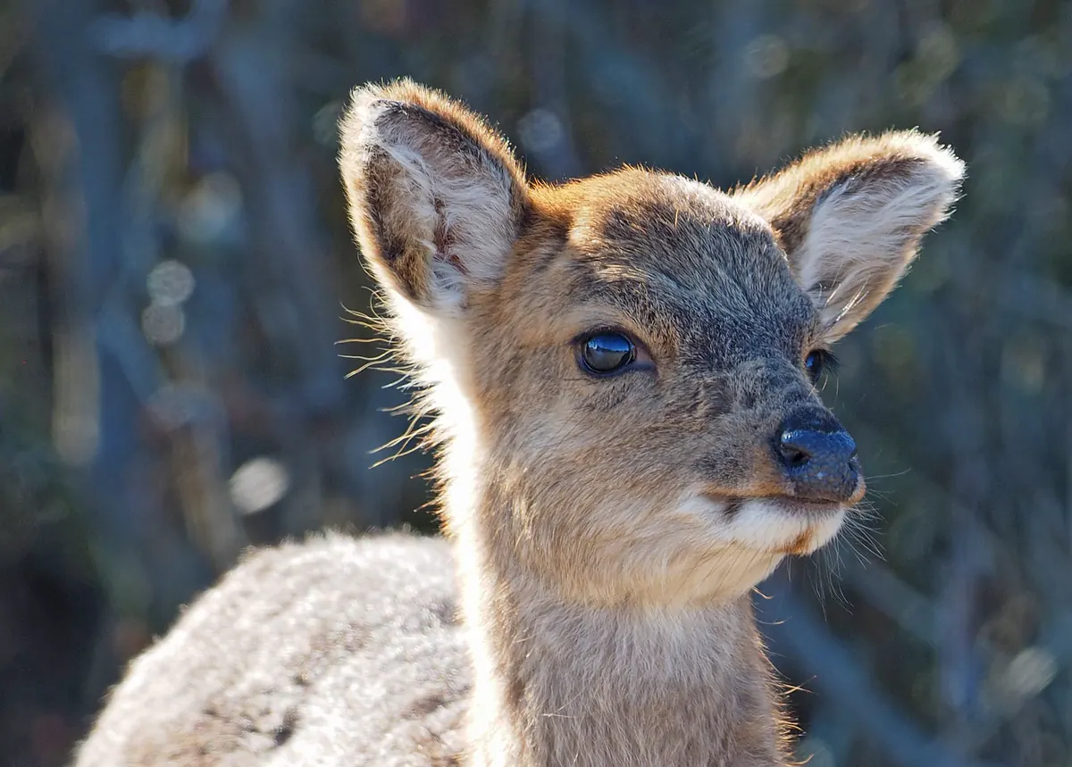 Close view of a young sika deer’s head, with large rounded ears, dark eyes and a pale muzzle, lit from behind.