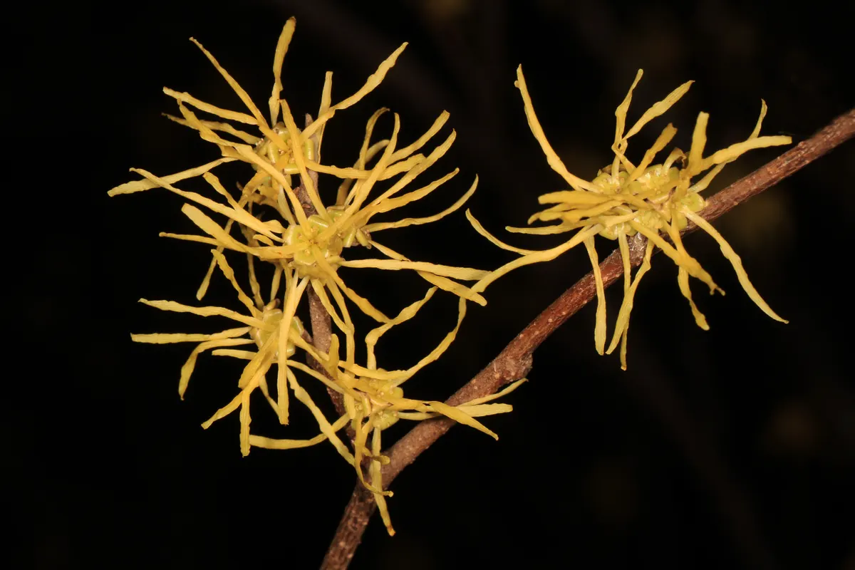Clusters of thin, ribbon-like yellow witch hazel petals on a bare twig against a dark background.