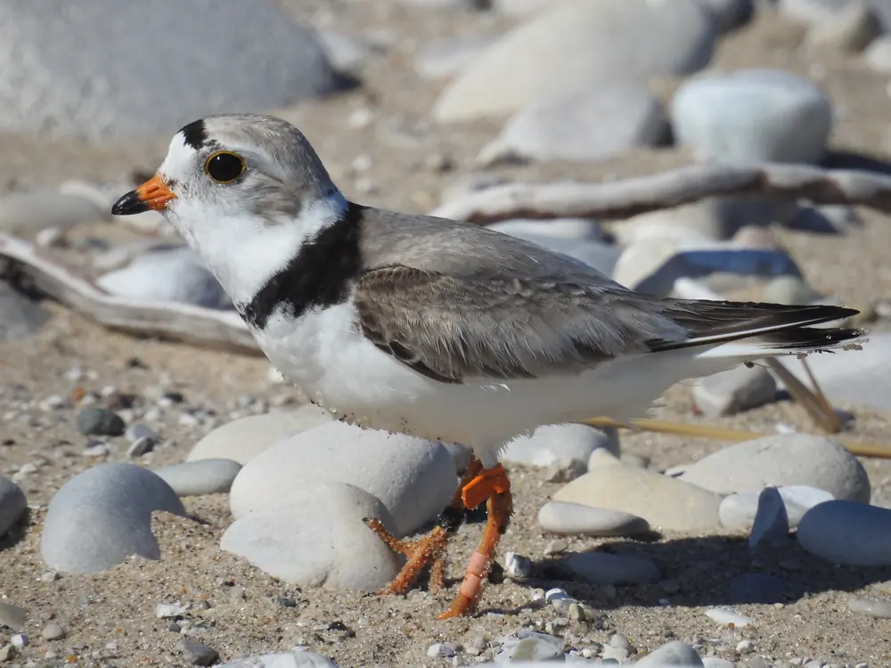 A small sand-colored piping plover with a black neck band and orange bill and legs standing on a pebbly, sandy beach.