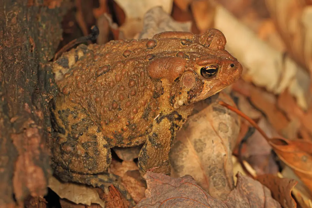 A warty, golden-brown American toad sitting among dry brown leaves beside a dark tree trunk.