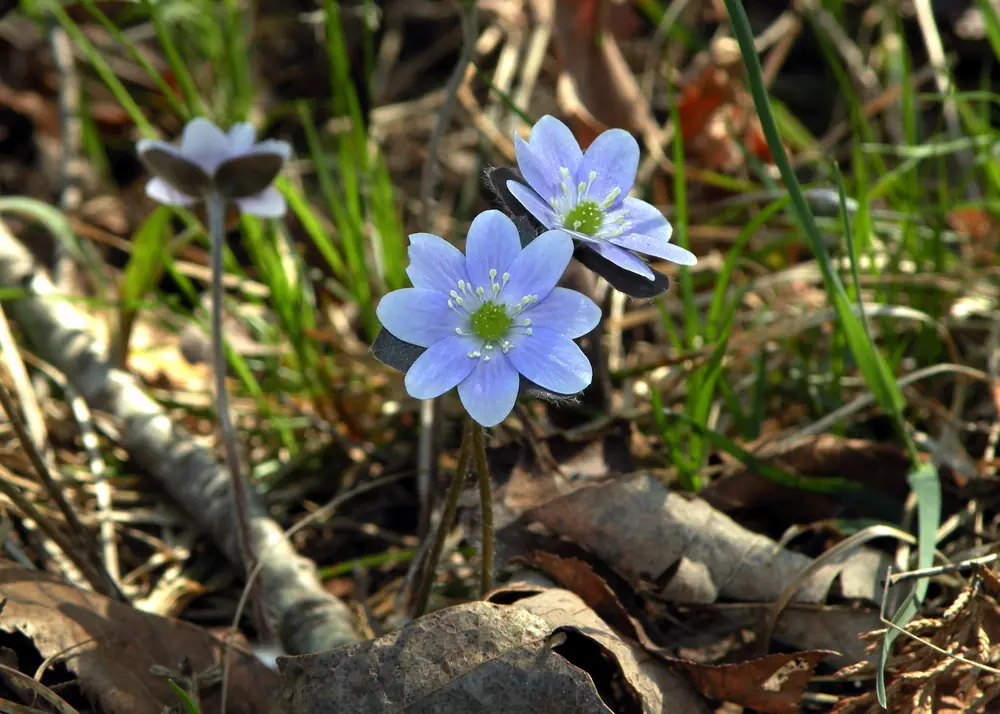 Two blue-violet round-lobed hepatica flowers with pale stamens above last year's brown leaves and dry grass on a woodland floor.