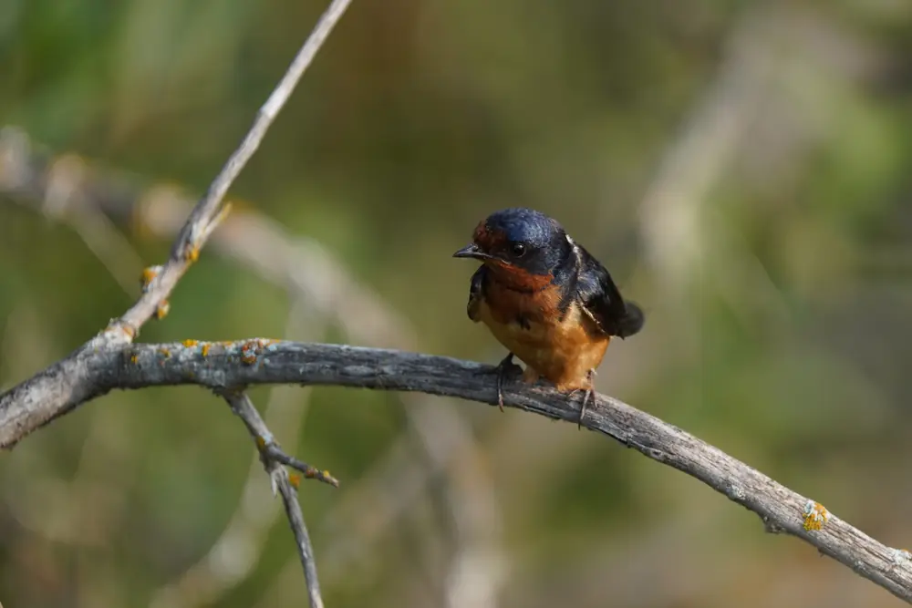 A barn swallow with a deep blue back, rust-red throat and buff belly perched on a lichen-covered twig.