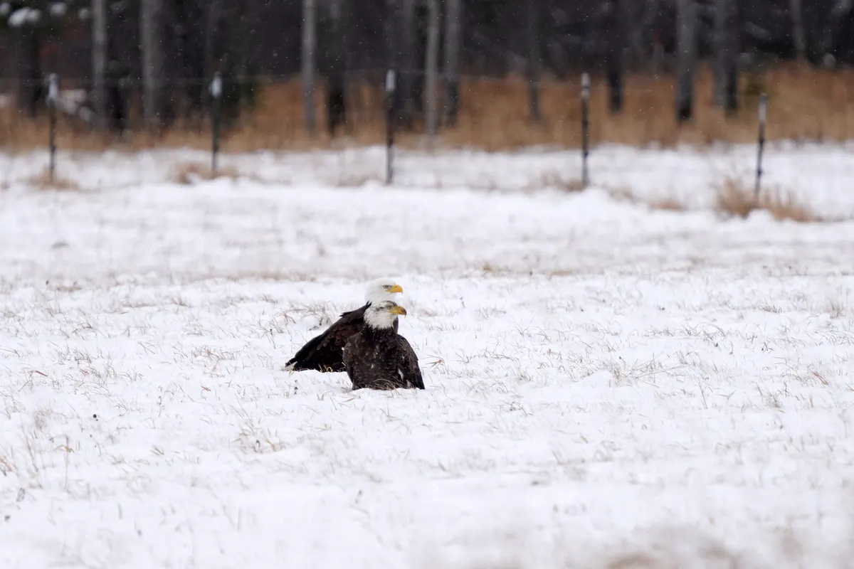 Two adult bald eagles with white heads standing together in a snowy field, with a fence line and dark woods behind.