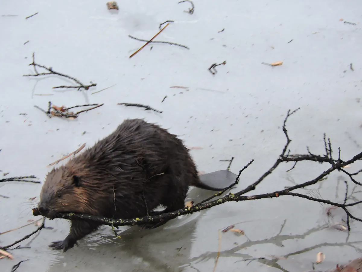 A brown beaver walking across thin gray ice, dragging a long leafless branch in its mouth.
