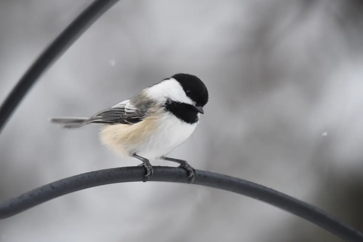 A black-capped chickadee with a black cap and bib perched on a dark curved branch while snow falls behind it.