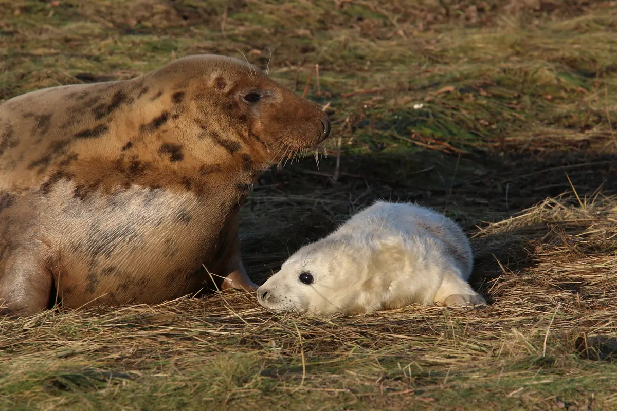 A spotted gray seal mother lying on dry grass nose to nose with her pup, which has a thick white fluffy coat.