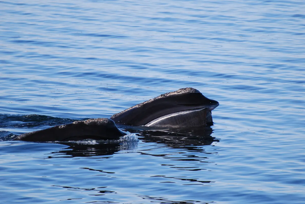 Two dark, broad-backed right whales breaking the surface of calm blue water side by side, one with its mouth open showing pale baleen.