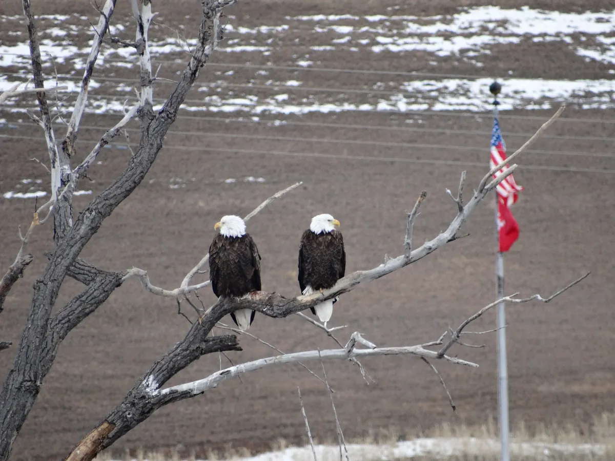 Two adult bald eagles perched side by side on a bare dead branch, with snow-patched brown fields and a flag on a pole behind them.