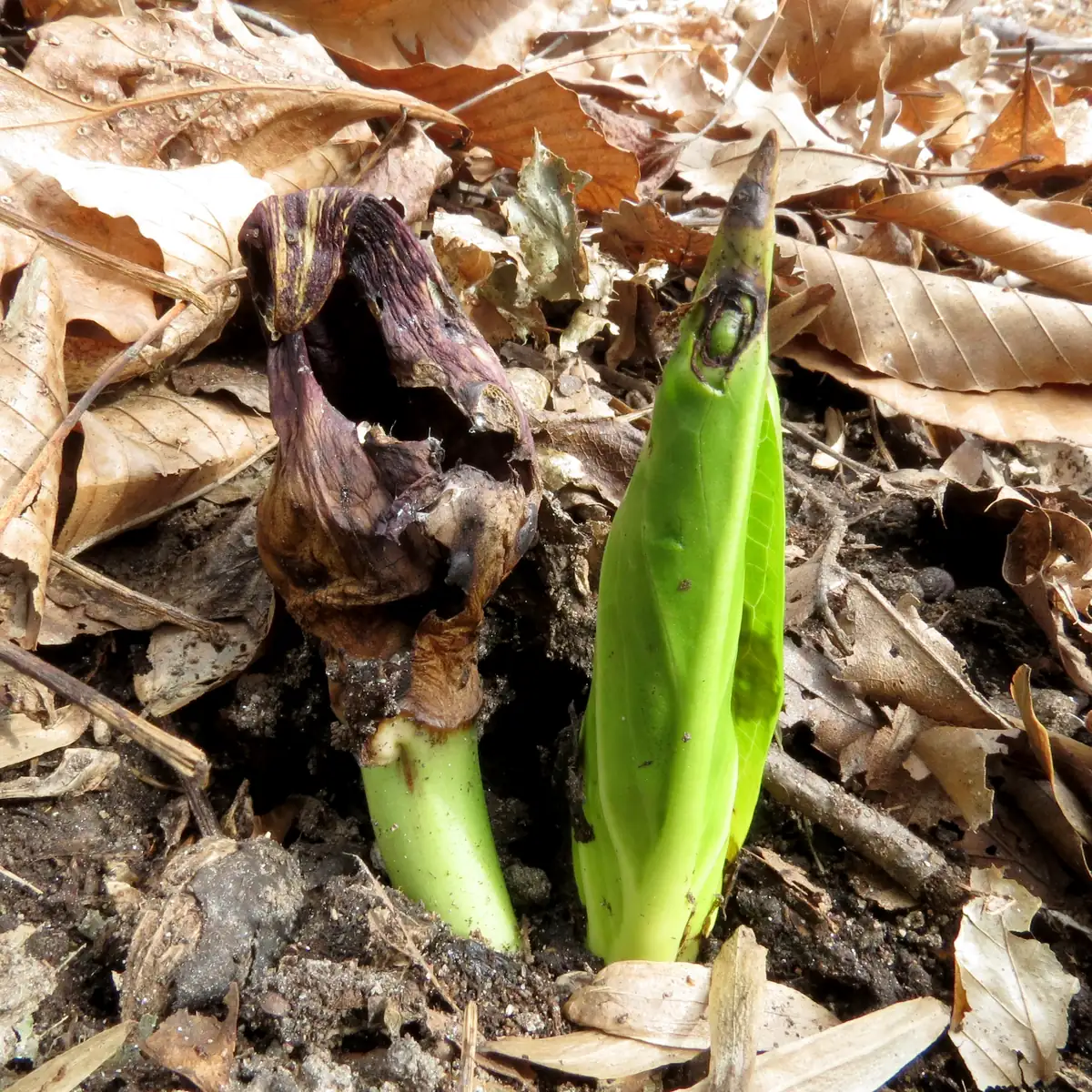 A mottled maroon skunk cabbage hood beside a pale green leaf shoot, pushing up through brown fallen leaves.