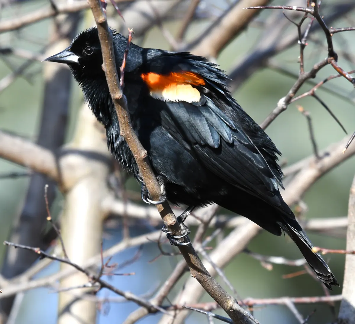 A male red-winged blackbird, glossy black with a red and yellow shoulder patch, perched among bare twigs.