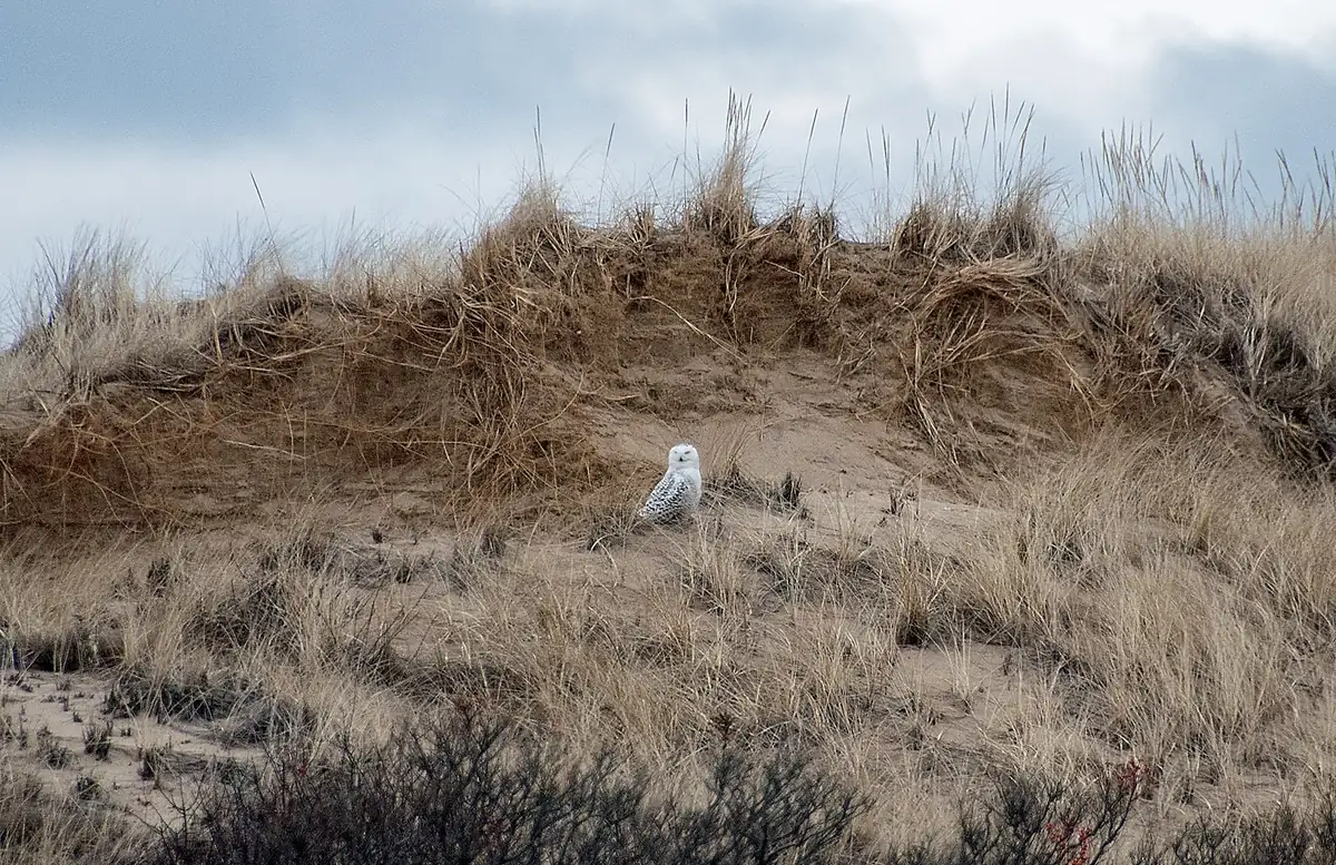 A white snowy owl with dark barring sitting on bare sand among tan dune grass on a gray day.