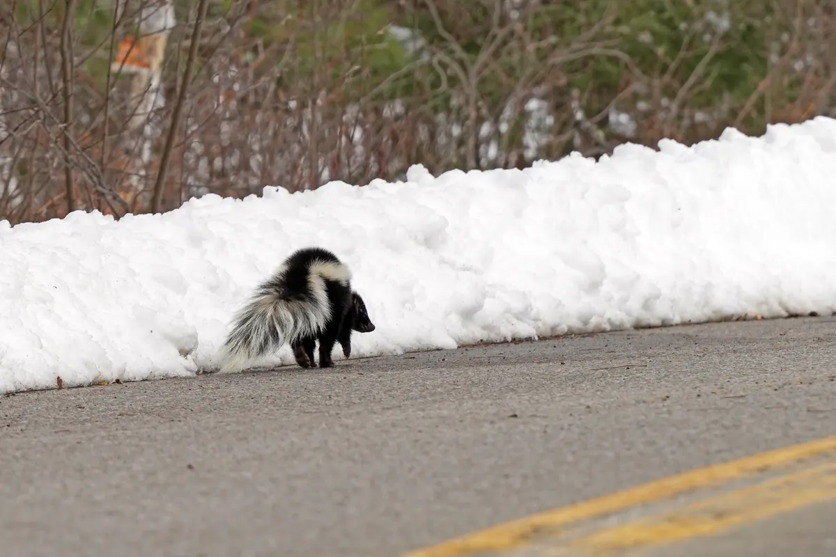 A black and white striped skunk walking along the edge of a road beside a plowed snowbank.