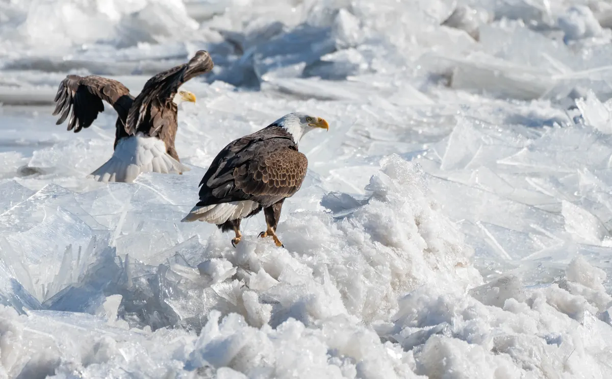 Two adult bald eagles standing on jumbled slabs of river ice, one with wings half raised
