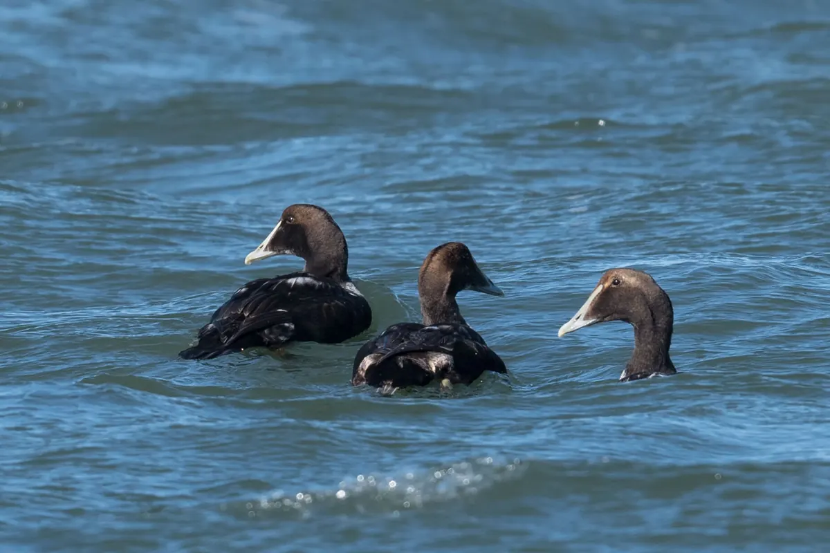 Three first-winter male common eiders, dark with patchy white, riding choppy blue water