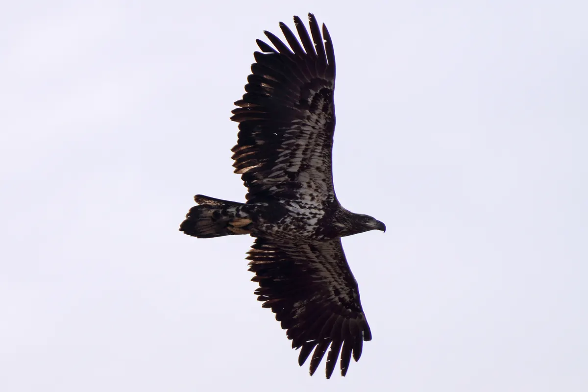 A dark brown immature bald eagle with white mottling soaring against a pale sky