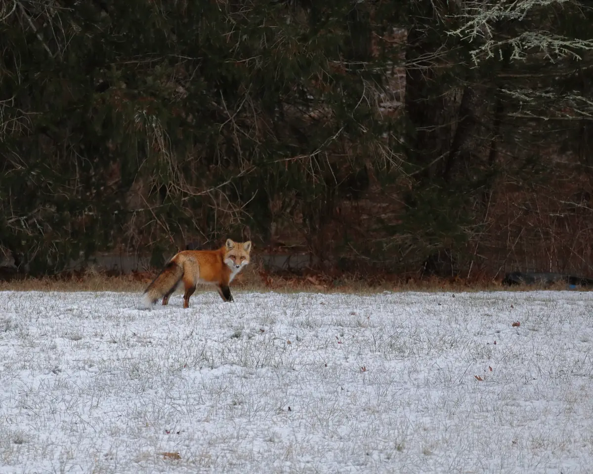 A red fox with a bushy tail standing in snowy grass in a residential yard.