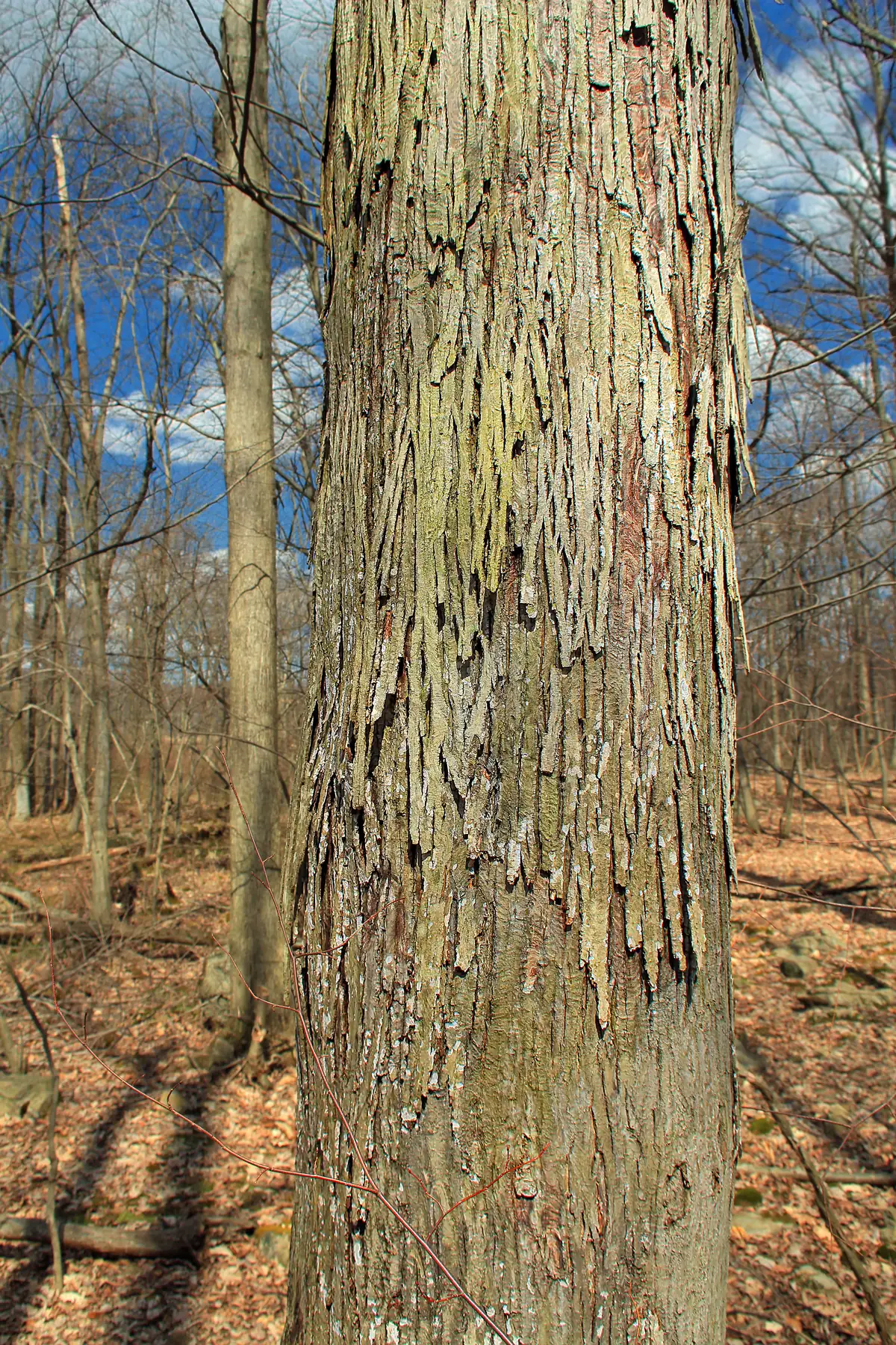 A shagbark hickory trunk with long gray plates of bark curling away at both ends, in leafless woods