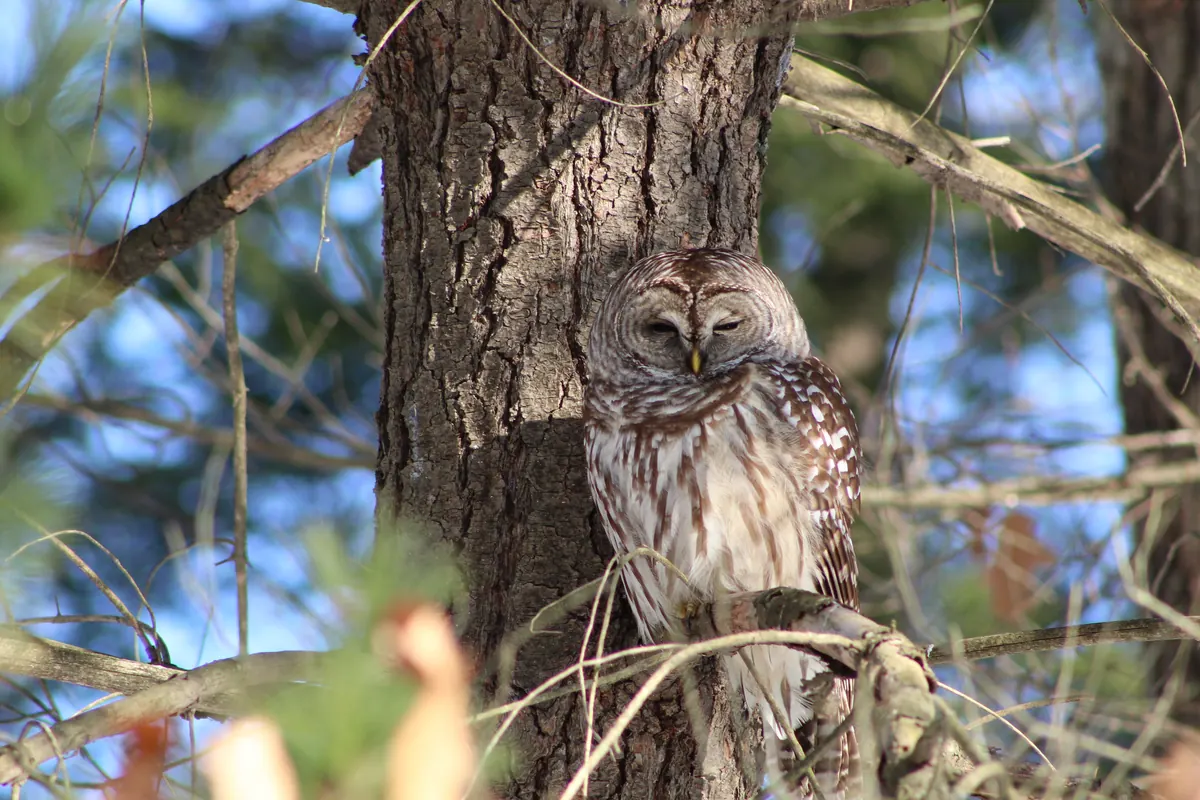 A barred owl with dark eyes dozing on a branch against a tree trunk in bare woods