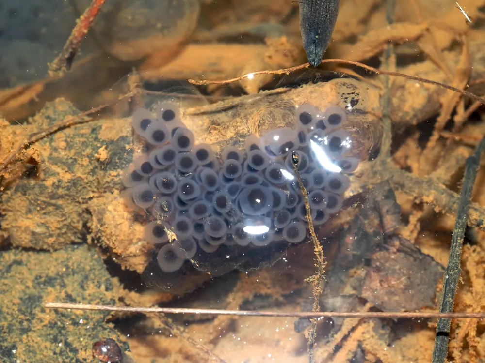 A clear, jelly-like egg mass with dozens of dark embryos attached to a twig under shallow water.