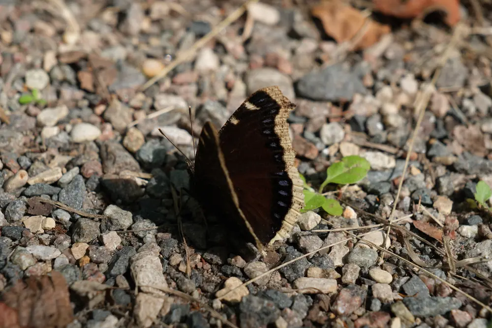 A dark maroon mourning cloak butterfly with a pale yellow wing edge resting on gravel and dry grass stems.