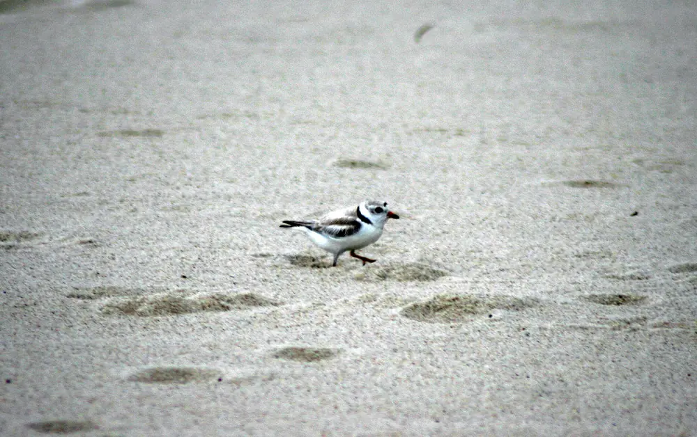 A small sand-colored piping plover with a black neck band and orange bill running across pale beach sand.