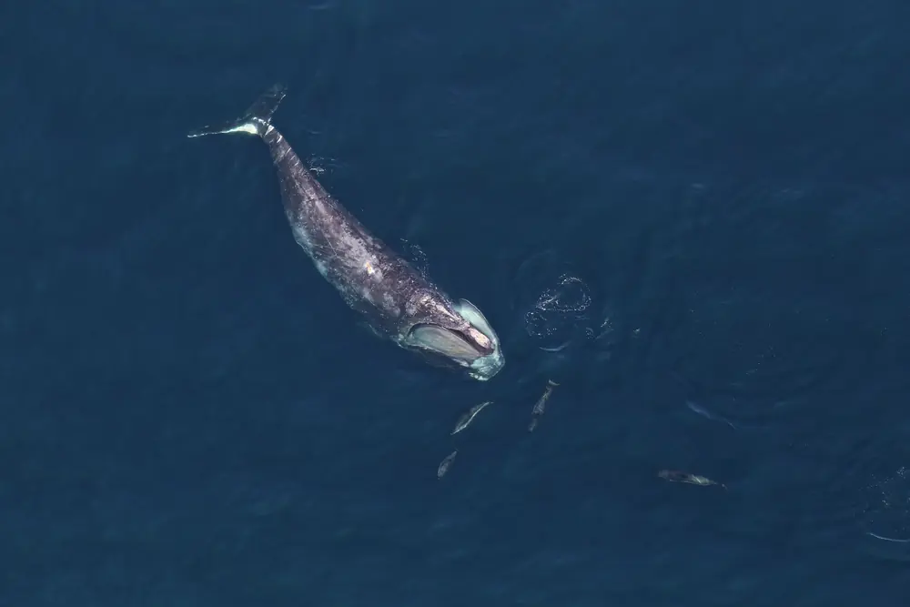 An aerial view of a North Atlantic right whale at the surface with its mouth open, feeding, with several small dolphins nearby on dark blue water.