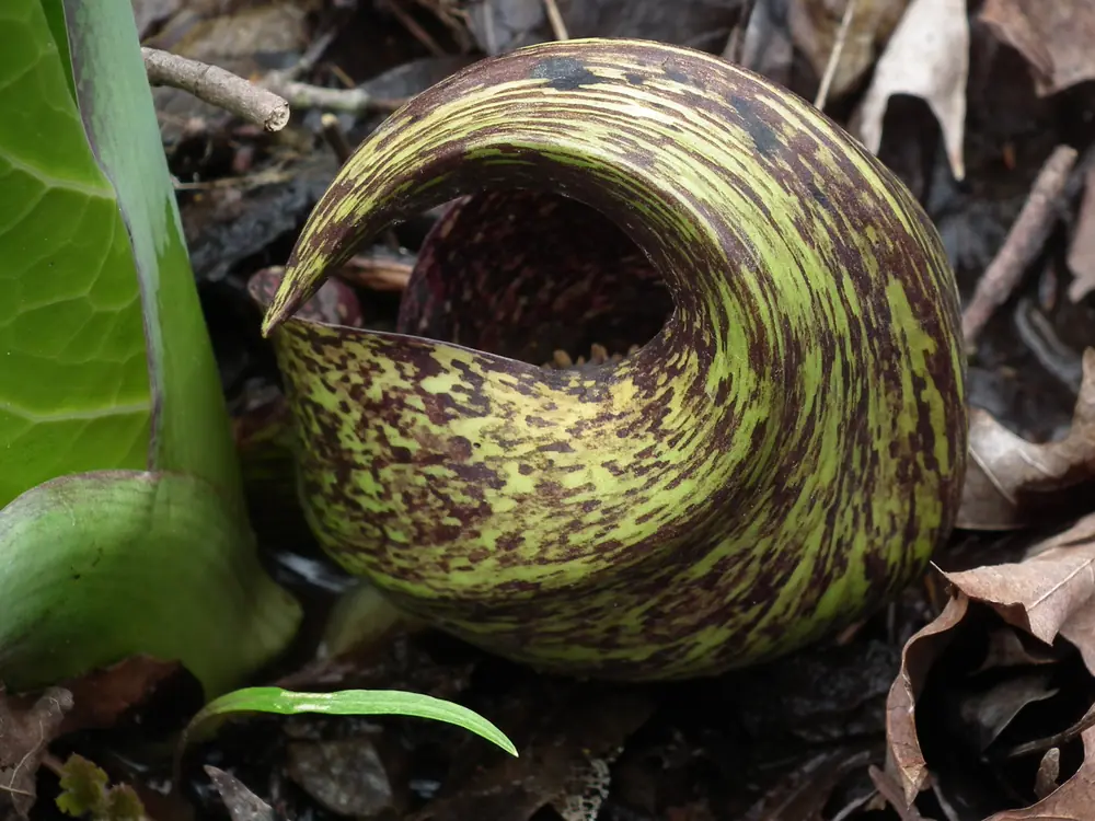 A mottled green and purple skunk cabbage hood curled open above dead leaves on wet ground, with a green leaf beside it.