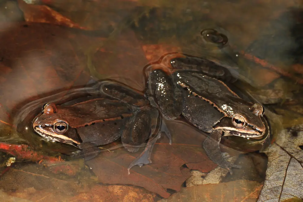 Two brown wood frogs with dark eye masks floating together at the surface of a pool littered with dead brown leaves.