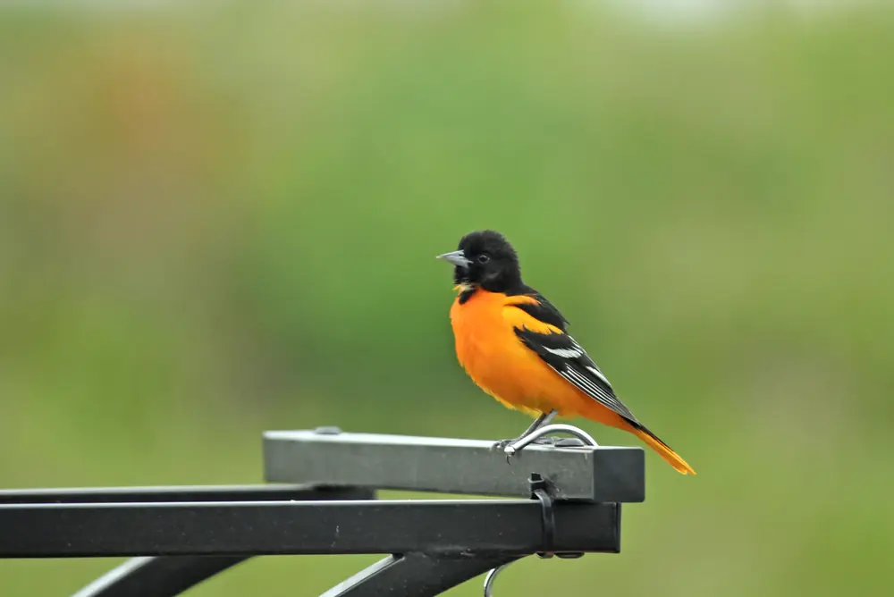 A male Baltimore oriole with an orange belly, black head and back and white wing bars perched in a tree.