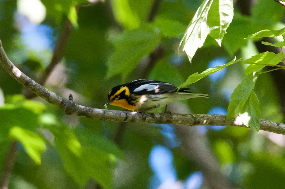 A small black, white and bright orange warbler with an orange throat perched on a bare twig among fresh green leaves.