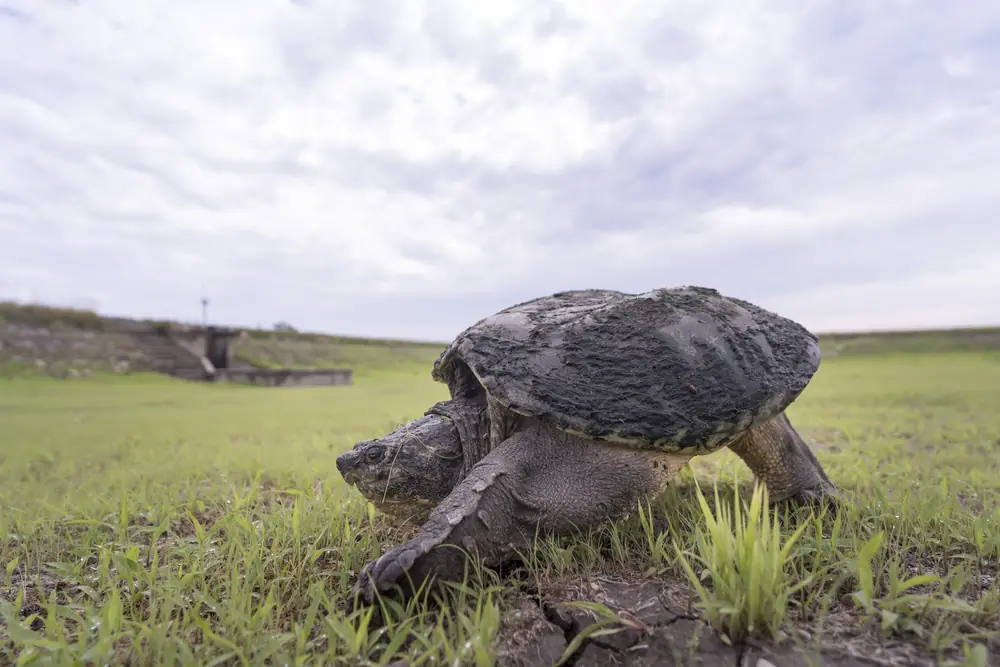 A large snapping turtle with a rough dark shell walking across short green grass under a cloudy sky.