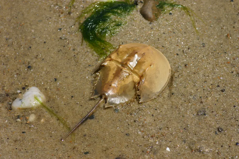 A tan horseshoe crab with a long tail spine on wet sand beside a strand of green seaweed.