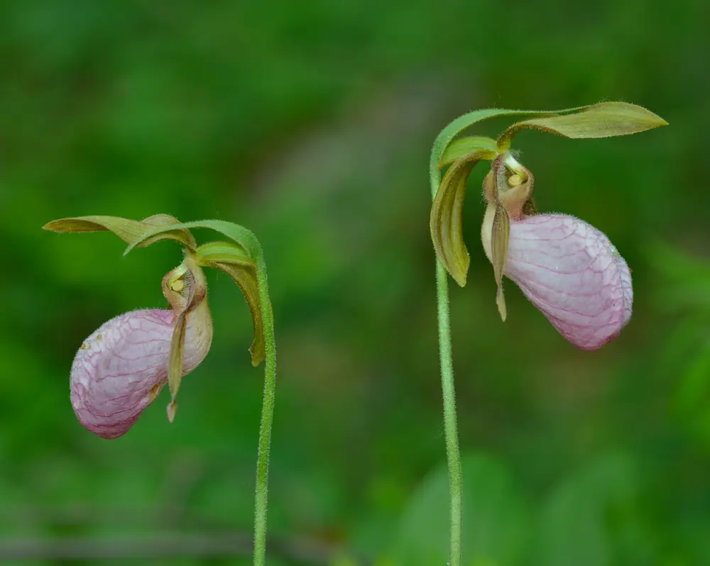 Two pink lady's slipper orchids with veined, rose-pink pouches hanging from slender hairy stems against a green background.