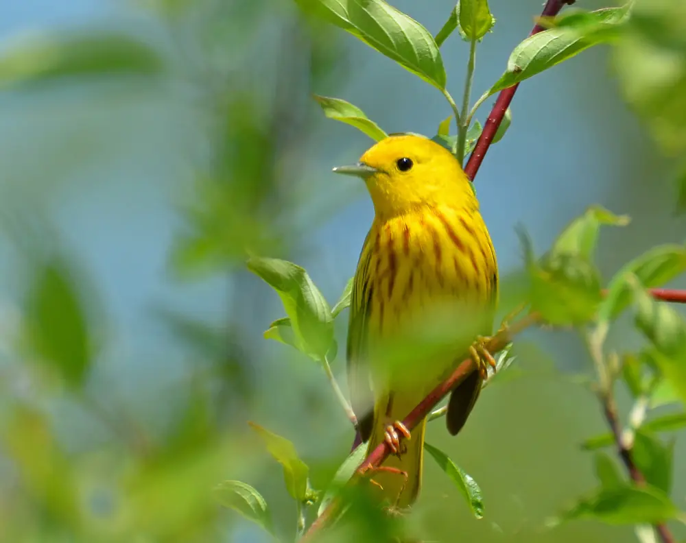 A bright yellow warbler with fine reddish streaks on its breast perched on a reddish twig among young leaves.