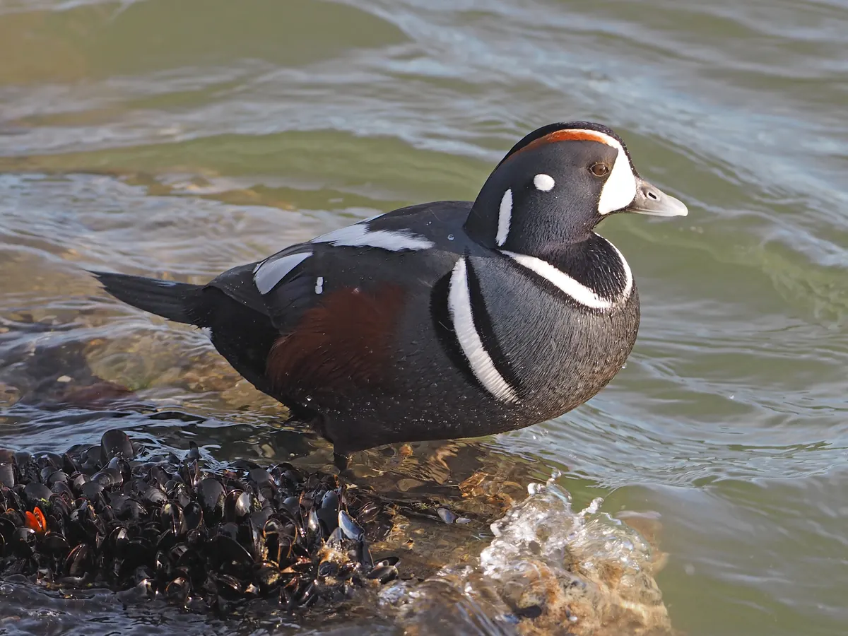 A male harlequin duck, slate blue with chestnut sides and bold white stripes, standing on a mussel-covered rock at the edge of green water.
