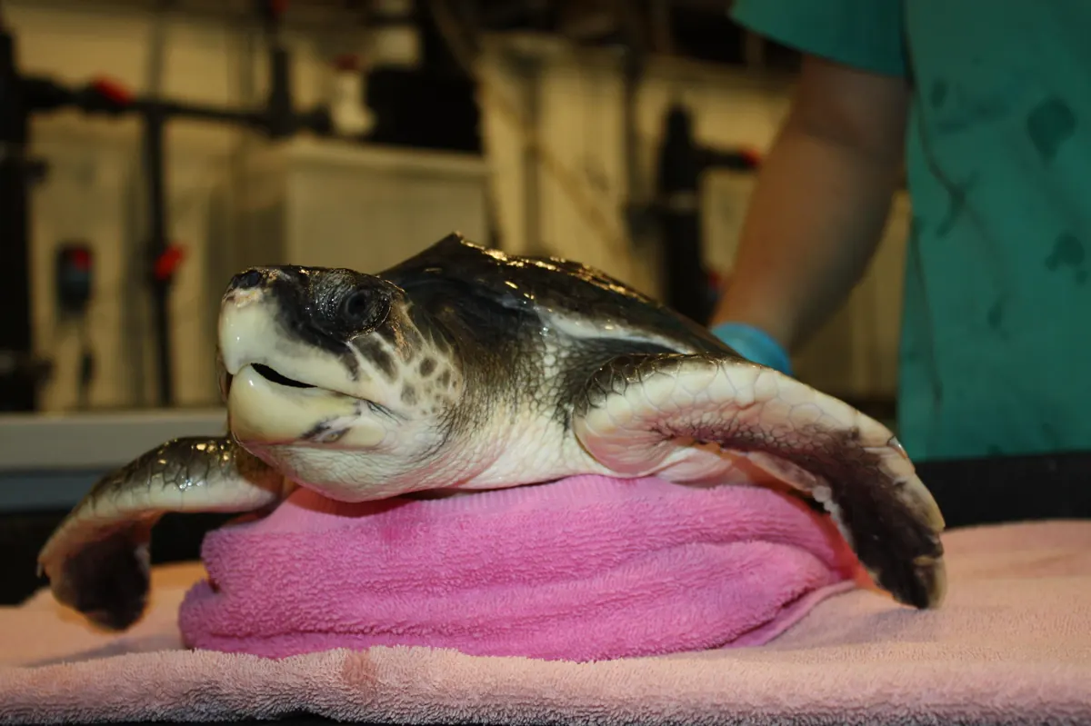 A small gray-green sea turtle with a heart-shaped shell resting on a folded pink towel, a gloved staff member in scrubs standing behind it.