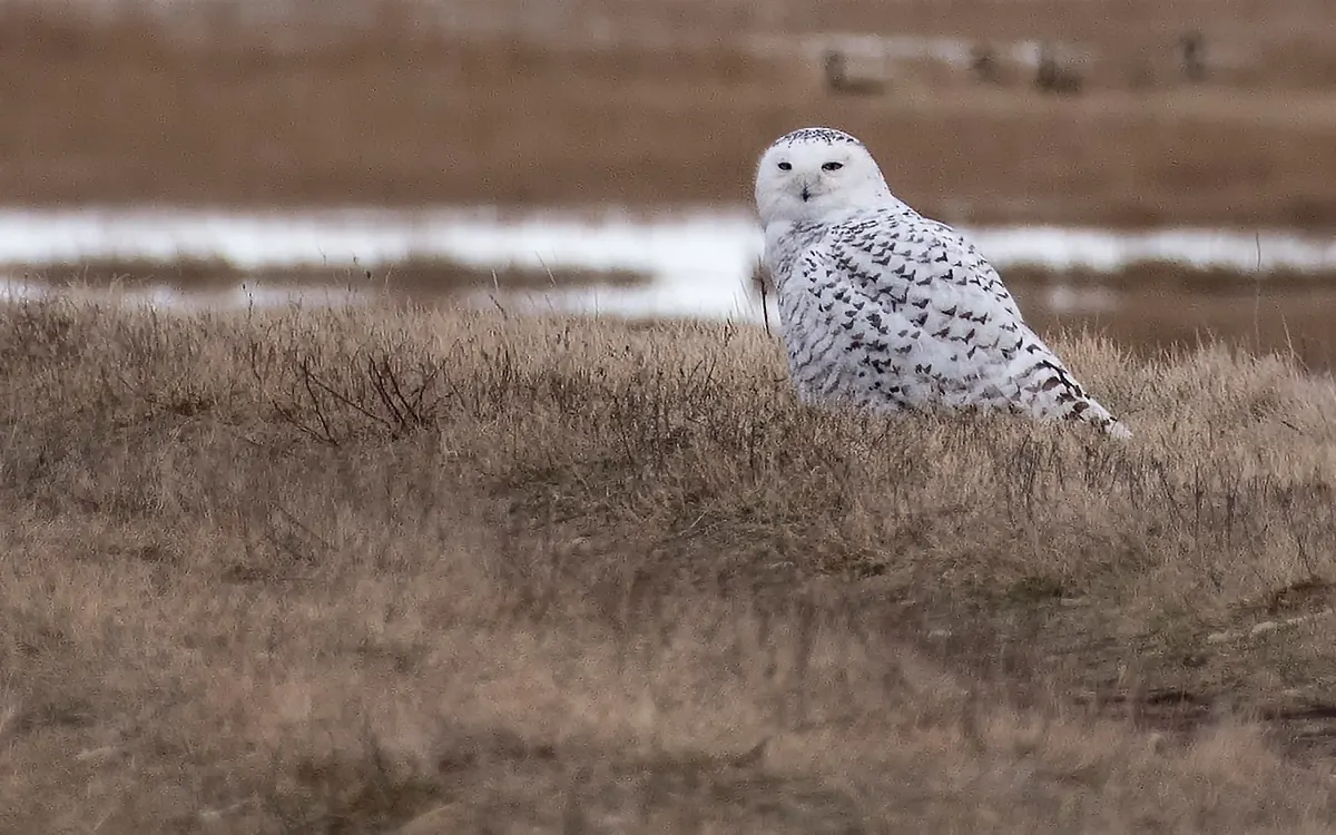 A white snowy owl with dark barring on its back sitting in tawny marsh grass, turning its head to look back, with a pool of water behind.