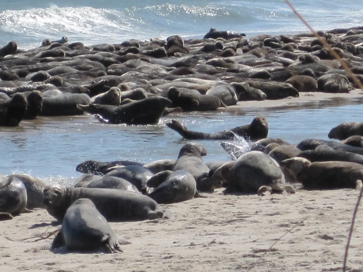 Dozens of gray seals lying packed together on a sandy beach at the water’s edge, one lifting its head, with waves breaking behind.