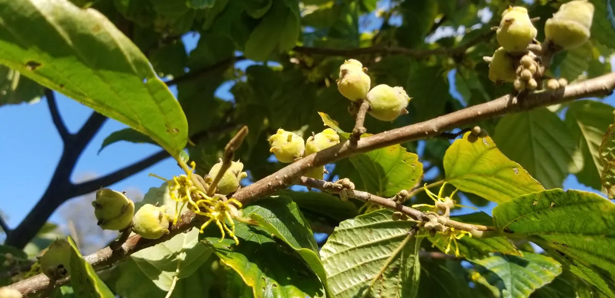 A witch hazel branch with broad green leaves, round greenish seed capsules and a few thin, spidery yellow flowers opening.