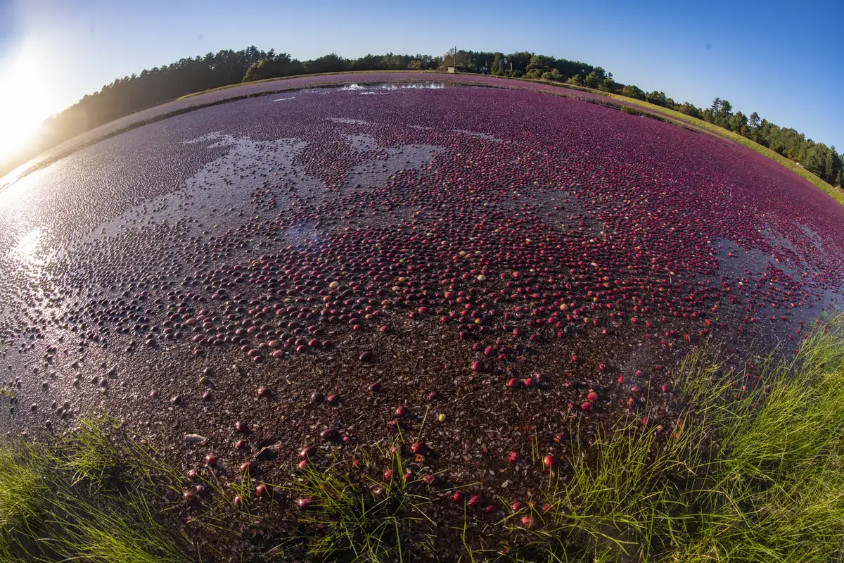 A wide, curving view across a flooded cranberry bog covered with floating red berries, with marsh grass in the foreground and a line of trees under a blue sky.
